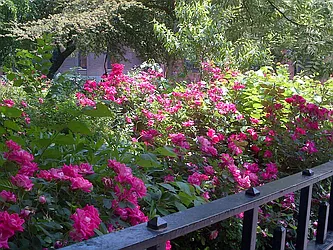 Rented by Camhi NYC Realty Inc