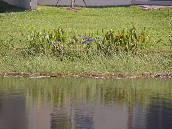 Water Body