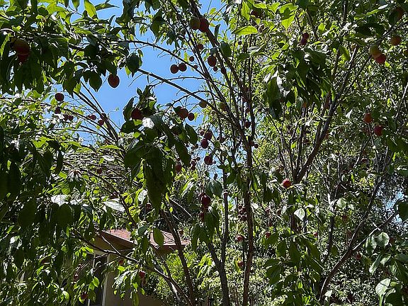 Backyard w/ fruit trees 