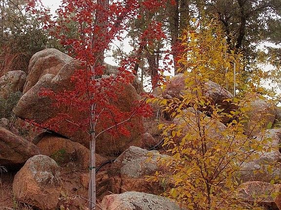 Fall view
