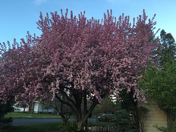 Tree in bloom- front yard
