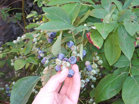 Established blueberry bush from West facing garden