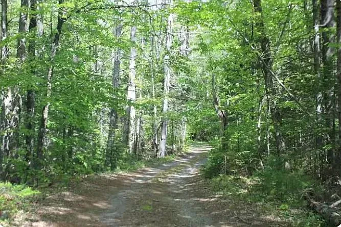 Walkable forest road