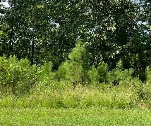 3rd image of LOT 19 Long Leaf Rd