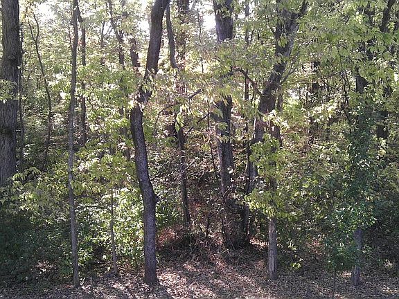 Woods to the back