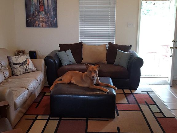 Living Room- dog not included