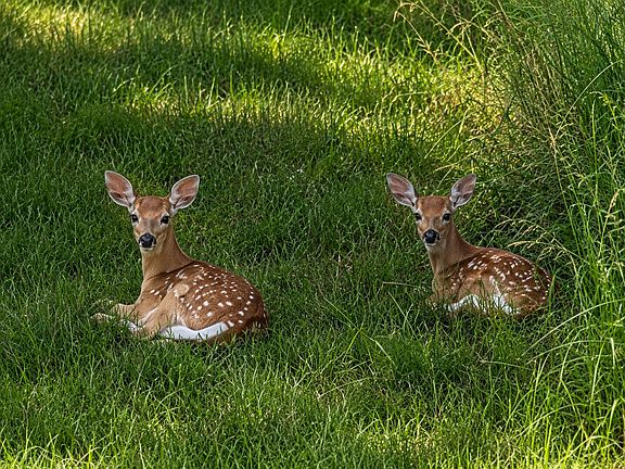 3rd image of 292 Tie Chute Ln