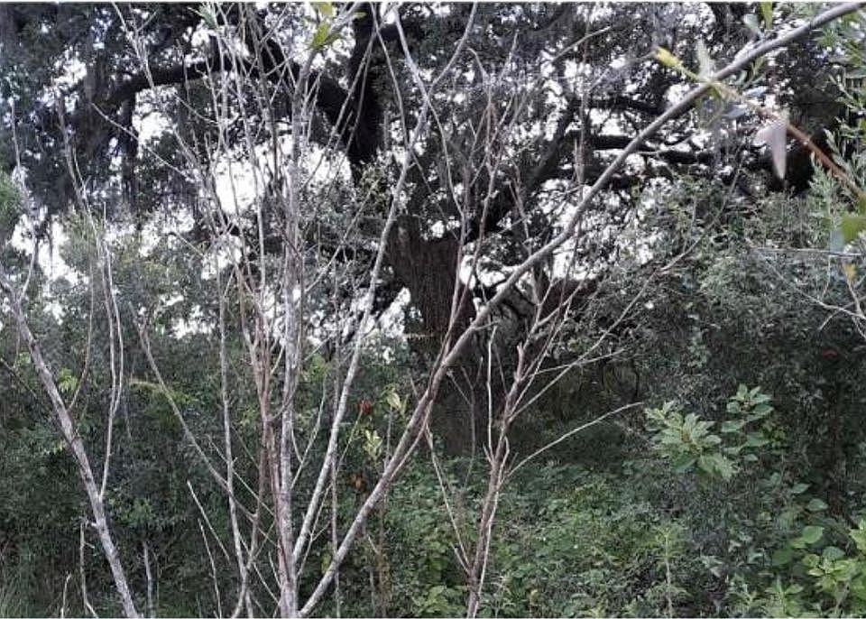 2nd image of 7104 Cr 614