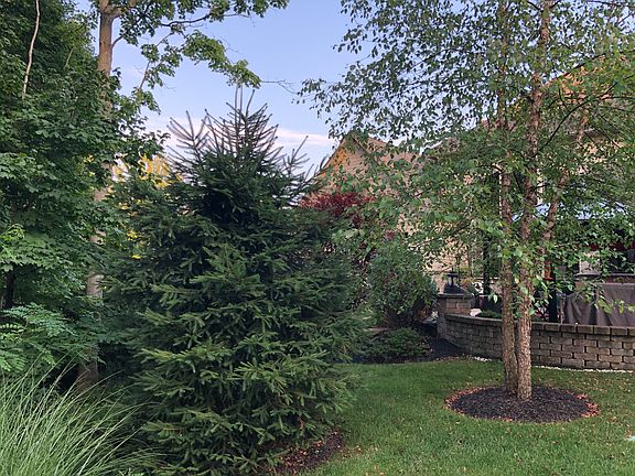 Backyard looking at rear