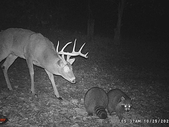 4th image of 1045 Sardis Rd