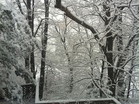 View of backyard 