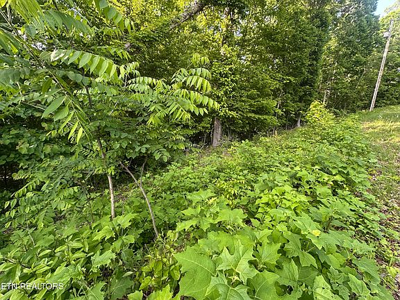 3rd image of Pine Hollow Rd