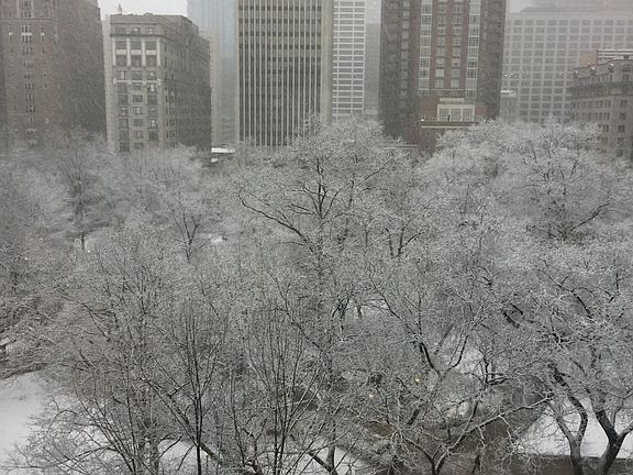 Snowfall adorns the trees in Rittenhouse Square
