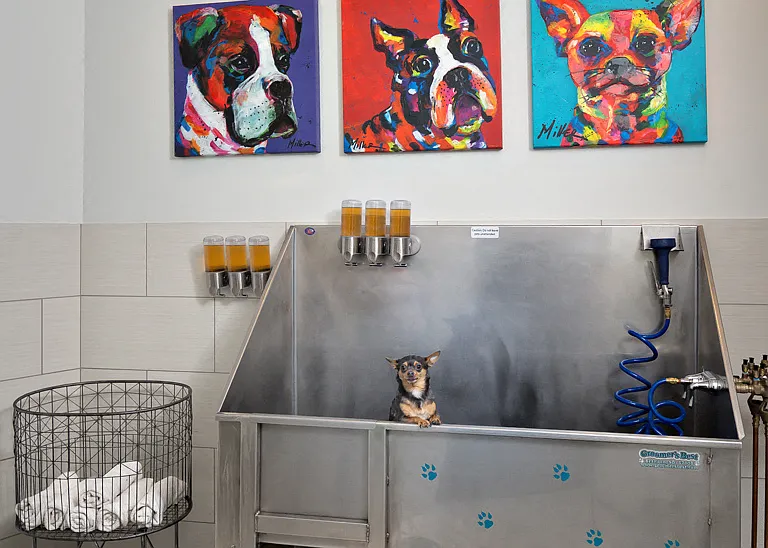 No More Expensive trips to the Groomer as a Resident of The Mastlight