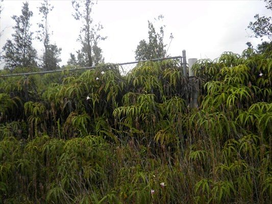 1st image of 11-2900 Plumeria St #6424