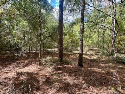 0 NW 13th Ter, Bell, FL, 32619