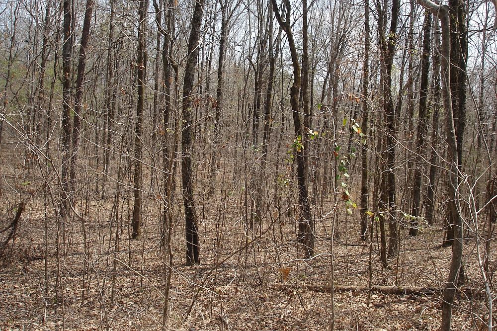12641 Bama Rock Garden Rd, Vance, AL 35490 Zillow