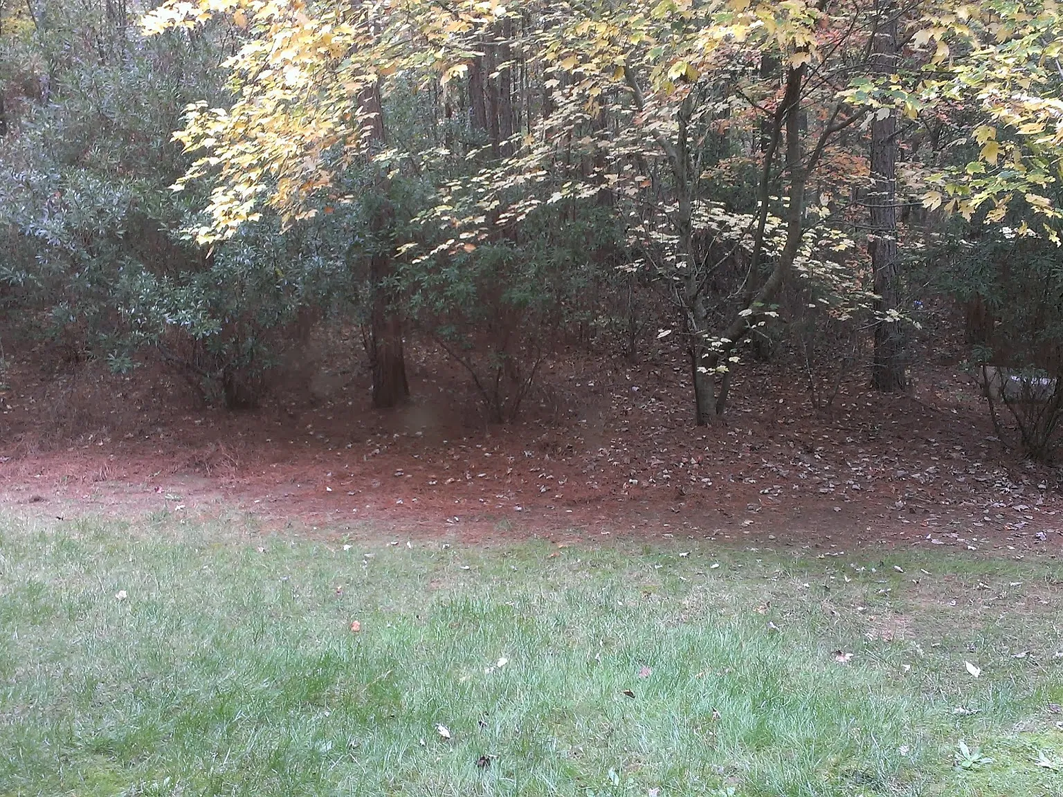 3 bed, 1150 sqft, $1,600 — Photo 4