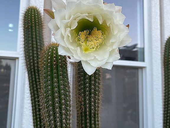 Golden torch cactus(backyard