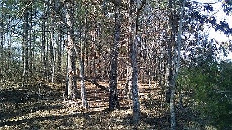 5th image of 110 Bear Creek Trl