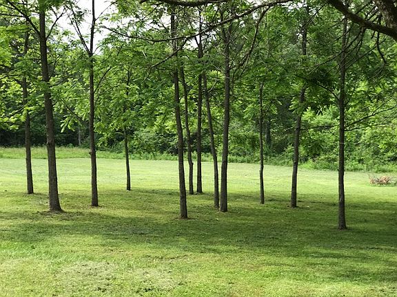 Walnut trees