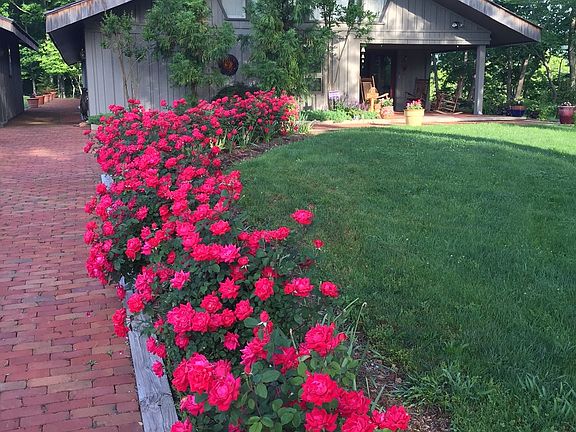 House Front and Roses