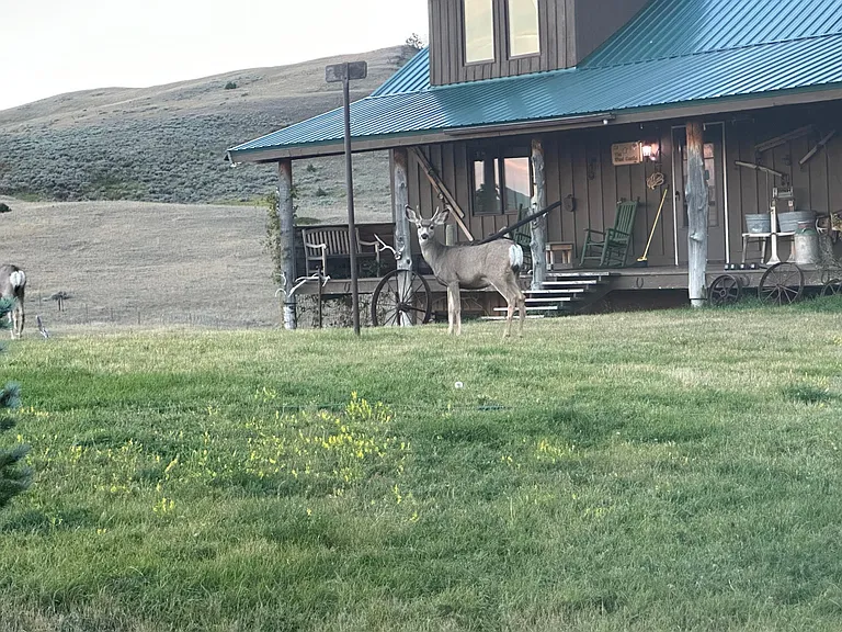 Front yard