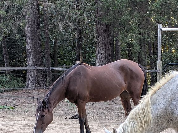 Horses in your backyard.