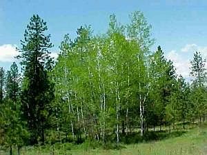 4th image of 133 Acres Off Kitt Narcisse