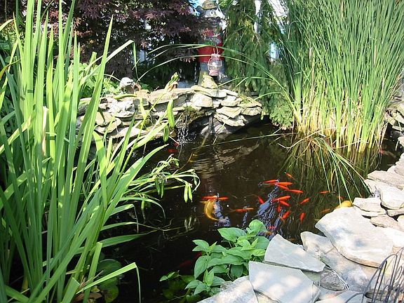 Koi pond