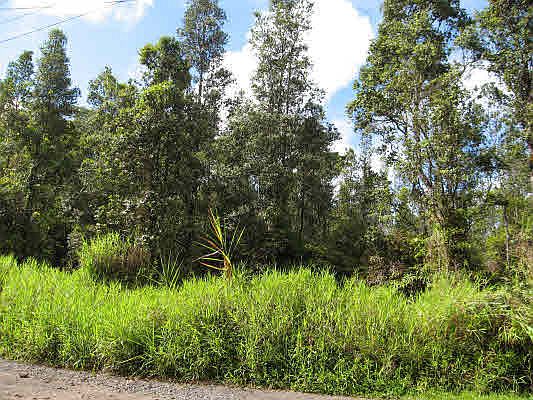 2nd image of Forest Rd