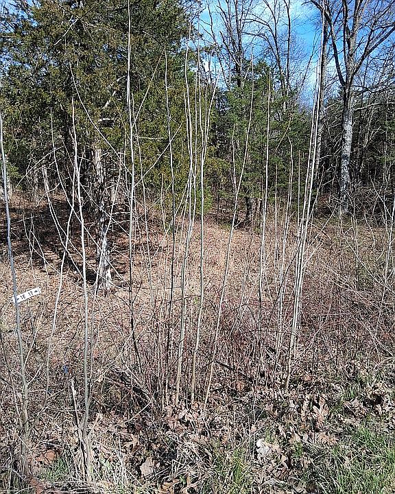 2nd image of 2946 State Road F Lot 17