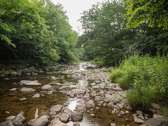 Sound of the Tranquil stream in the backyard