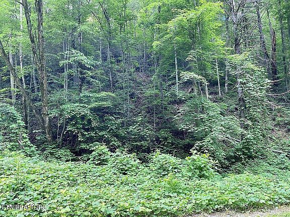 3rd image of 0 Black Walnut Flats Rd Lot 1