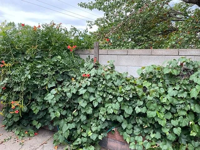 Established Concord grape vines