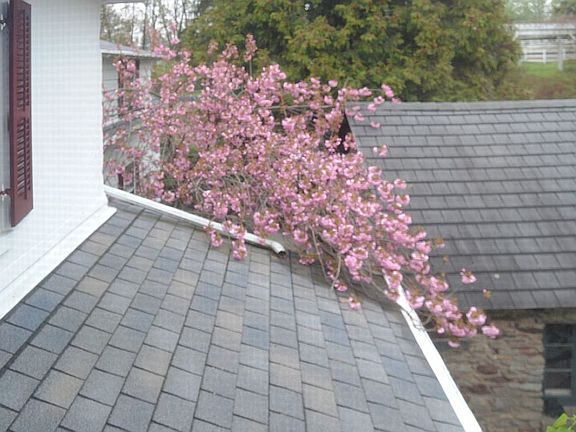 Flowering Cherry 