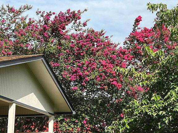 Crepe Myrtle bushes line one side of property