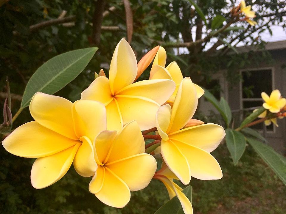 Flowers in the yard