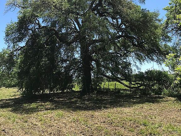 Huge live oaks
