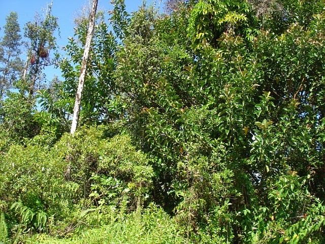 1st image of Ohia Dr Lot 6