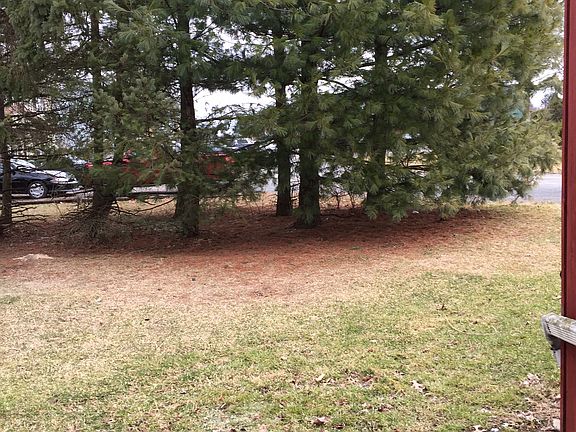 Pine trees in back of yard