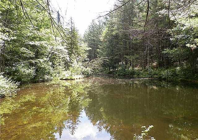 Pond(trees are gone) 