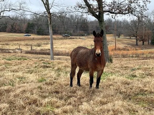 0 Milan Hwy, Medina, TN 38355