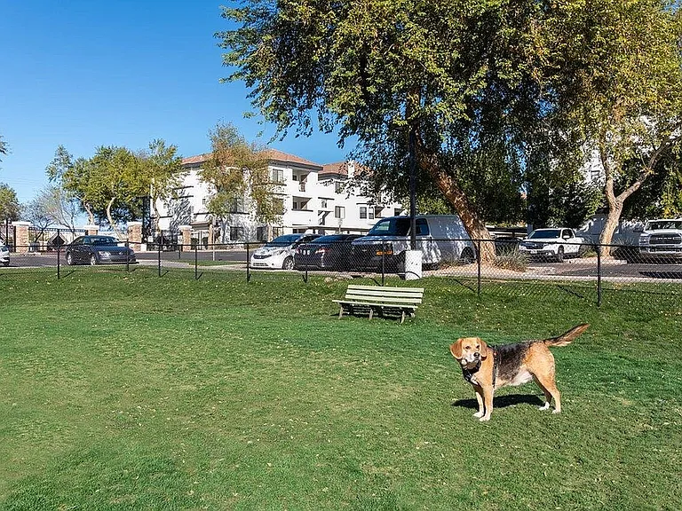 Fetch, Play, Repeat at our Dog Park
