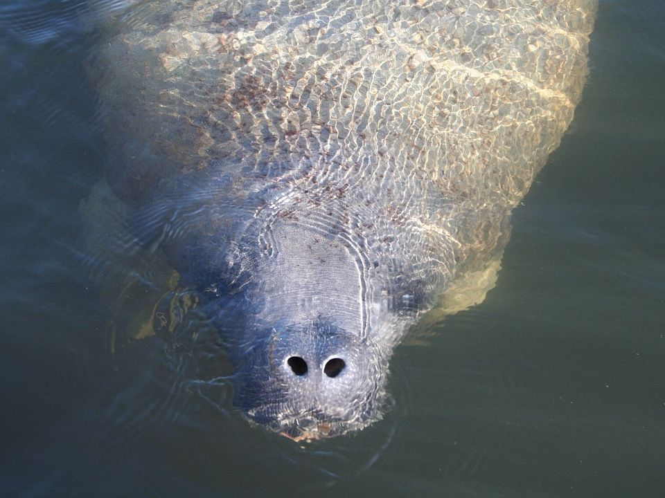 The gentle giants of the keys