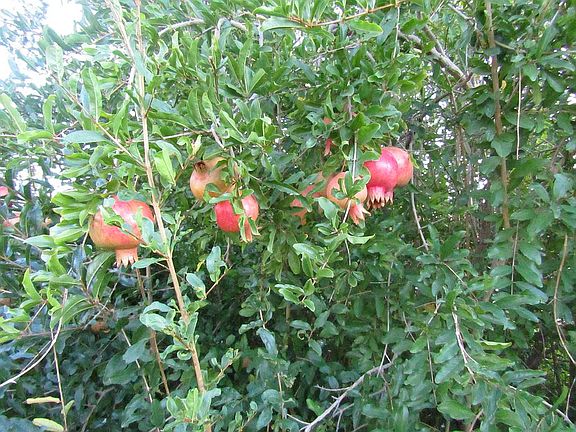 Pomegranate