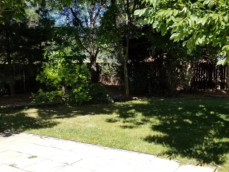 Backyard with lots of trees.