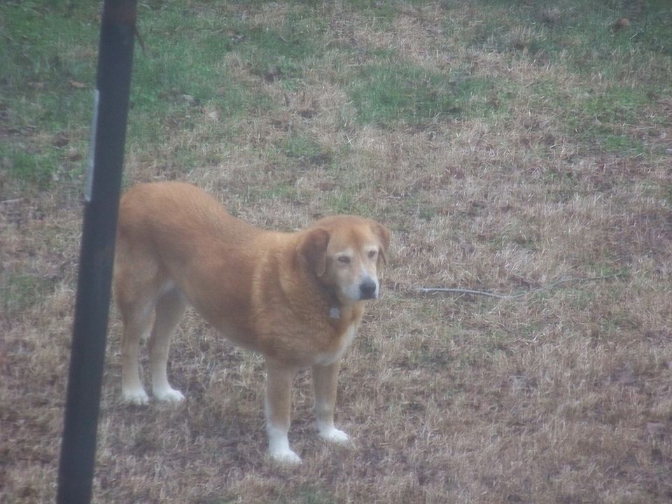 Scrapper NOT included.