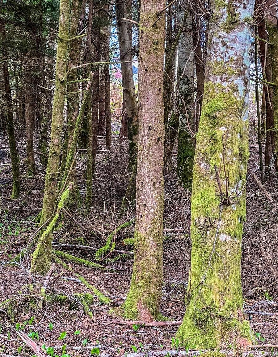 2024 Swan Cres, Masset, BC V0T 1M0 MLS 932367 Zillow