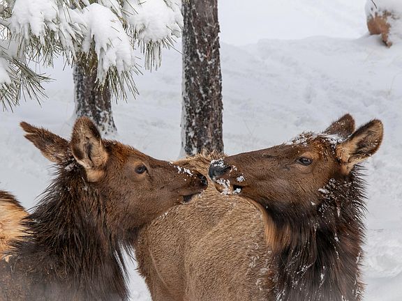 3rd image of 7770 Forest Service 112 Rd